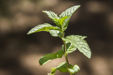 flowerの写真素材