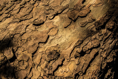 tree bark