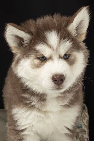 Brown white feather 3 month old puppy siberianの写真素材