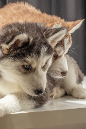 brown white feather 3 month old puppy siberian wolf