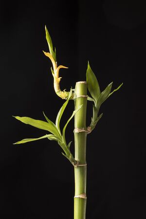 tropical green bamboo tree on a black backgroundの写真素材