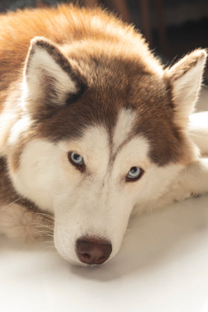 Look at the cute one year old Siberian Husky lying on the groundの写真素材