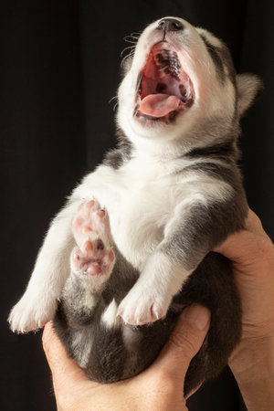 cute female Siberian Husky puppy in newborn palmの写真素材