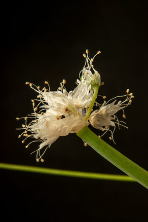 sprouted green scallion root flower on black background close-up