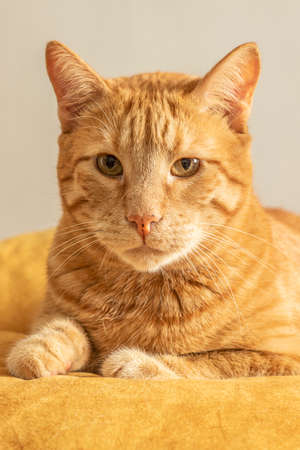 Close-up Pet Blonde Striped Cute Male Cat Portraitの写真素材