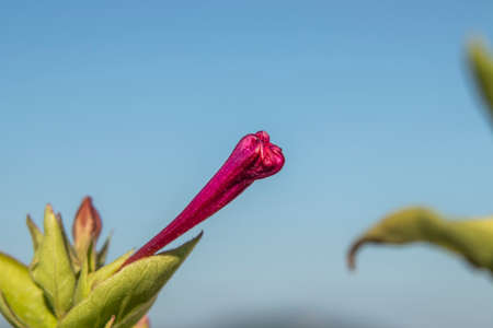 newly bloomed bud pink yellow flowering fragrant evening primrose flowerの写真素材