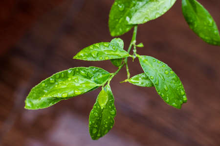raindrops on lemon tree leaves on branch close-upの写真素材