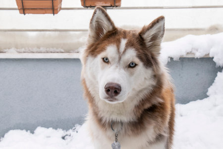 2 year old female cute friend Siberian Husky