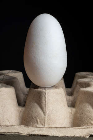 close-up organic white chicken Eggs rare extra long in carton packageの写真素材