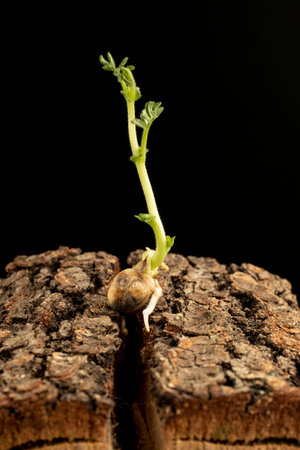 close-up black background macro sprouted growing natural chickpea grain detailの写真素材
