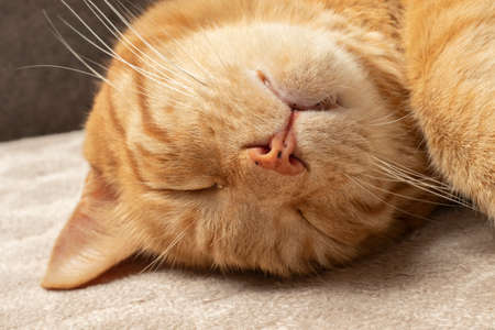 Close-up indoor beautiful cute well-groomed mature sleeping tomcat detailの写真素材