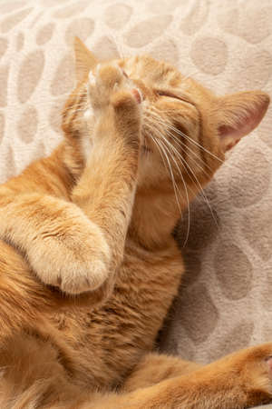 Close-up indoor beautiful cute well-groomed mature tomcat detailの写真素材