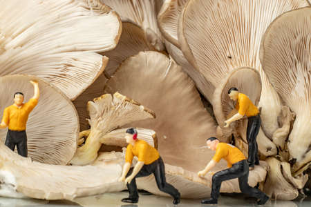 food concept with close-up macro fresh uncooked organic oyster mushroom and miniature human figuresの写真素材