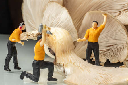 food concept with close-up macro fresh uncooked organic oyster mushroom and miniature human figuresの写真素材