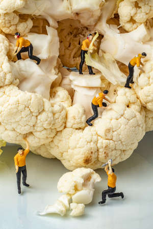 food concept with close-up macro fresh uncooked organic healthy cauliflower and miniature human figuresの写真素材