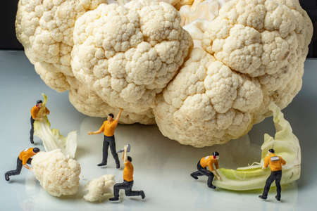 food concept with close-up macro fresh uncooked organic healthy cauliflower and miniature human figuresの写真素材