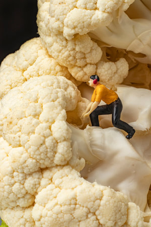 food concept with close-up macro fresh uncooked organic healthy cauliflower and miniature human figuresの写真素材