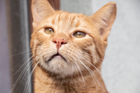 close-up portrait cute beautiful male domestic catの写真素材