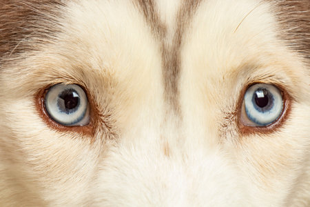 Eyes of siberian husky 3 years old female brown white fluffy