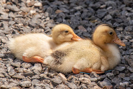 Cute ducklings sitting in the zoo close-upの写真素材