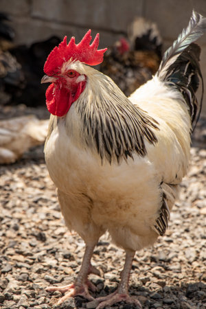 poultry in the zoo erect crested male sea turkey rooster portraitの写真素材