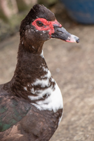 Cute and beautiful duck in the zoo close-upの写真素材