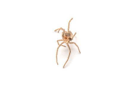 close-up detail baby spider tarantula arthropod animal