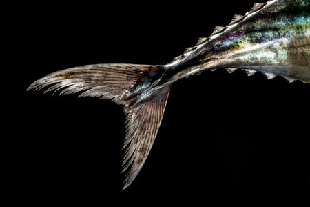 close-up detail studio black background fresh raw bonito tailの写真素材