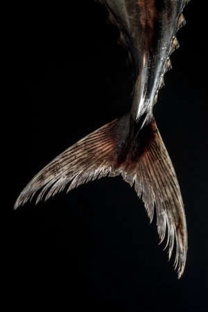 close-up detail studio black background fresh raw bonito tailの写真素材