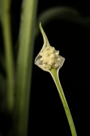 close-up detail of spoon flower petal inside leaves in flowerpot