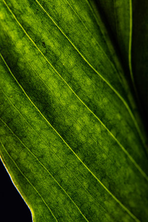 Close-up macro vein details of spathe-leaf flower leaf in flowerpot on black background