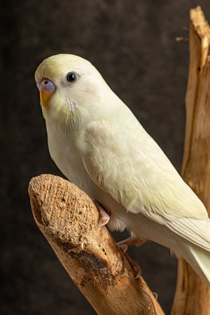 close-up portrait of young male cute white fluffy parakeet on tree branches