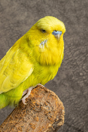 Close-up portrait of young male cute yellow feathered jumbo parakeet on tree branch indoors