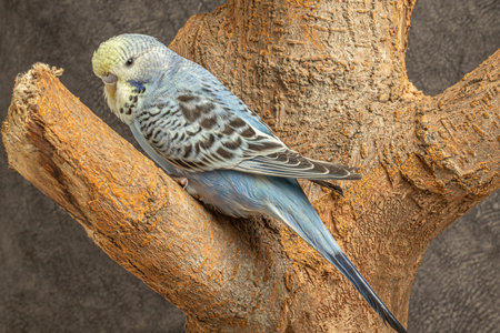Close-up portrait of young male cute blue feathered jumbo parakeet on tree branch indoors