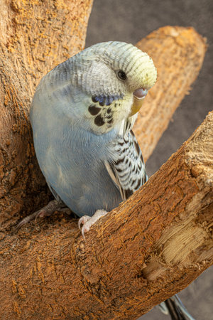 Close-up portrait of young male cute blue feathered jumbo parakeet on tree branch indoors