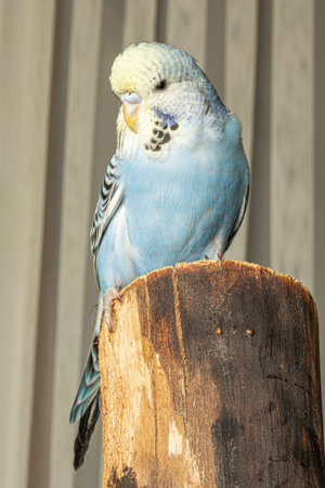 Close-up portrait of young male cute blue feathered jumbo parakeet on tree branch indoors