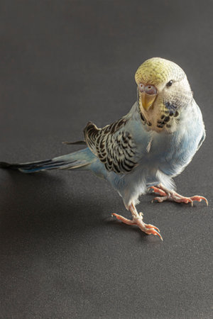 Close-up of young male blue color cute budgie on black backgroundの写真素材