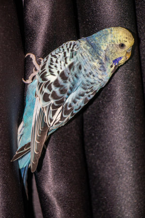 indoor background cute pet male playful budgie