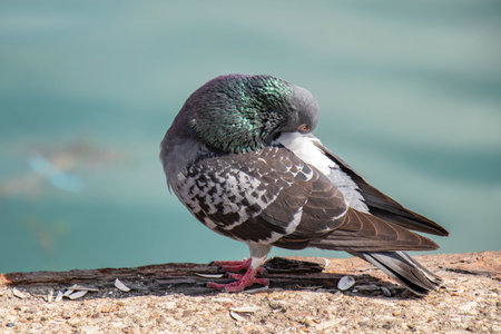 outdoor close-up pigeon portrait baiting by the sea