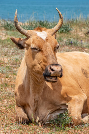 outdoor close-up portrait of adult healthy dairy cows feeding on seaside grasslandの写真素材