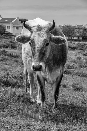 outdoor close-up portrait of adult healthy dairy cows feeding on seaside grasslandの写真素材