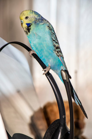 cute friendly friend pet baby budgie