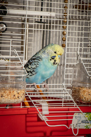 cute friendly friend pet baby budgie