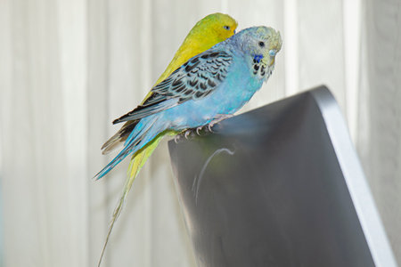 cute friendly friend pet baby budgieの写真素材
