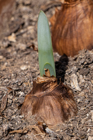 perfumed lily flower, delicate and fragrant indoor and outdoor plant with onion rootsの写真素材