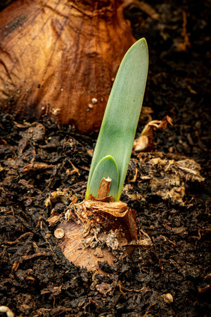 perfumed lily flower, delicate and fragrant indoor and outdoor plant with onion roots