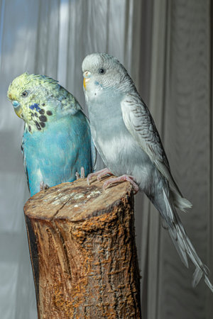 close-up portrait cute playful roommate budgieの写真素材