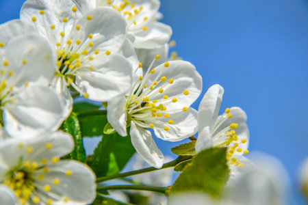 Cherry blossomsの写真素材