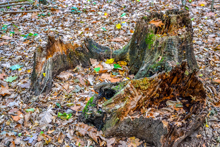 Old stump in forestの写真素材