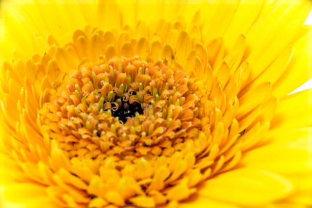 Gerbera blossomの写真素材